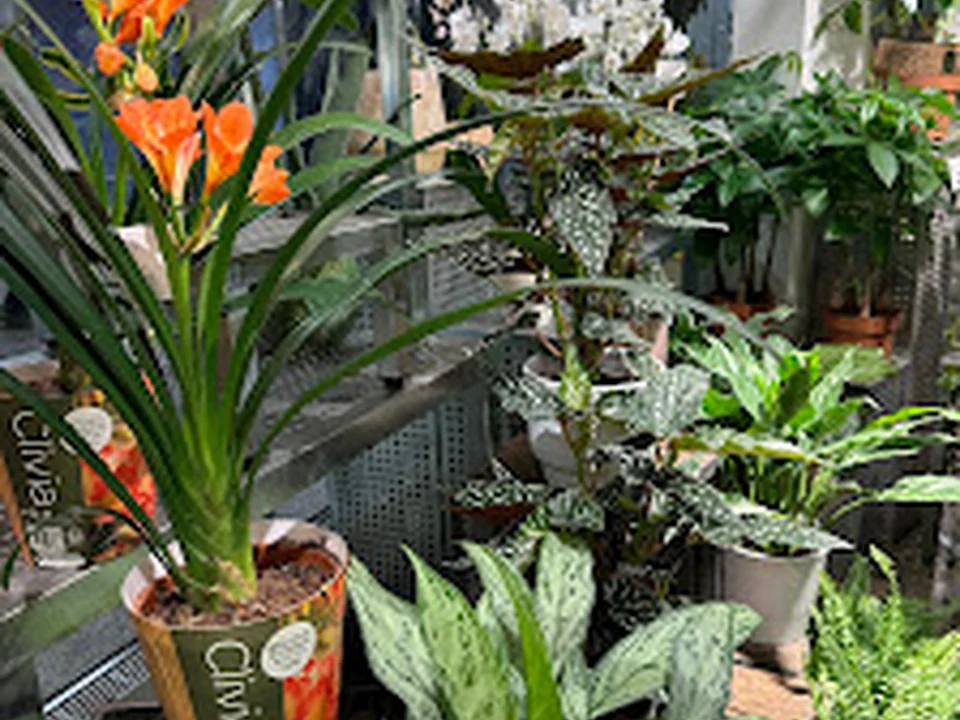 🅑 blomsterbana blommor