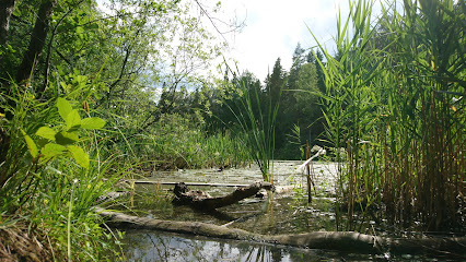 Oak forest at the canal - Guide to silence Stockholm